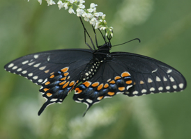 Black Swallowtail
